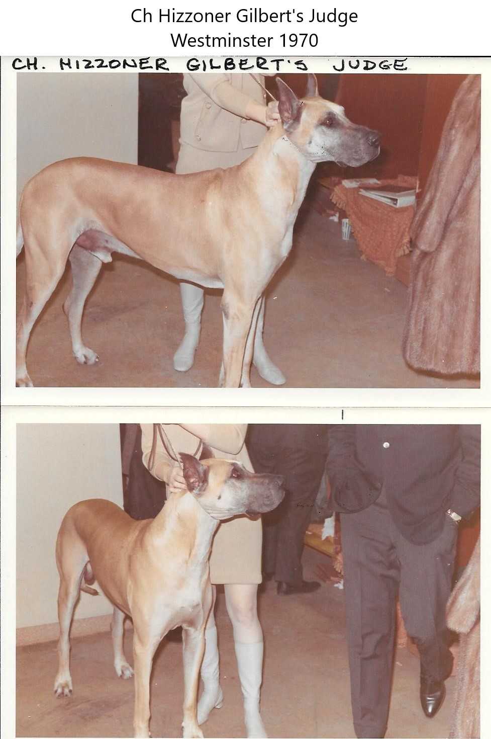 Ch Hizzoner Gilberts Judge